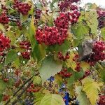 Crataegus phaenopyrum Плід