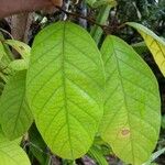 Annona haematantha Leaf