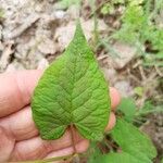 Fallopia scandens Levél