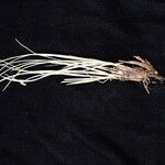 Carex esenbeckii 整株植物