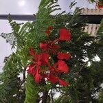 Caesalpinia pulcherrima Flower