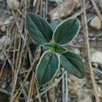 Helianthemum cinereum Levél