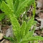 Pedicularis lanceolata Leaf