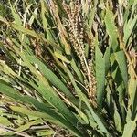 Lomandra longifolia Flor