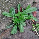 Picris echioides Blatt