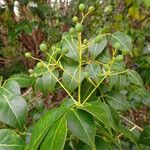 Amyris elemifera Fruit