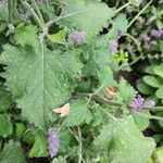 Salvia verticillata Blad