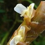 Calathea lutea Flower