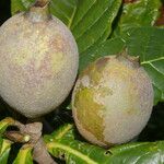 Genipa americana Frucht