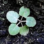 Youngia japonica Leaf