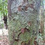 Melicoccus pedicellaris Bark