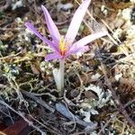 Colchicum longifolium Habit