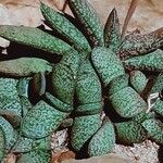 Gasteria doreeniae Yaprak