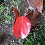 Cinnamomum glanduliferum Hoja