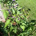 Solanum dulcamaraFlower