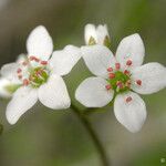 Micranthes californica Flor