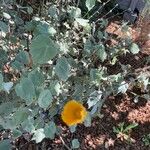 Abutilon palmeri Blad