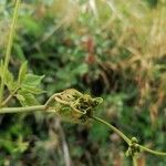 Cardiospermum grandiflorum Mosusu