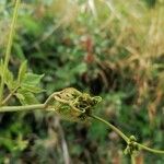 Cardiospermum grandiflorum Other