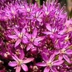 Allium giganteum Otro