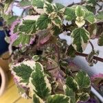 Plectranthus madagascariensis Лист