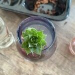 Sempervivum globiferumList