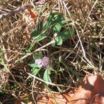 Corydalis pumila Habitat