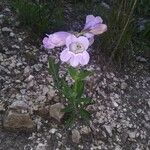 Penstemon cobaea Flower