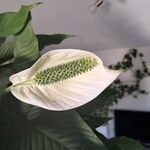 Spathiphyllum wallisii Flower