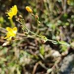 Hypericum linariifolium Кветка