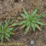 Oenothera longiflora Habit