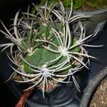 Gymnocalycium castellanosii Folio