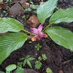 Curcuma longa 花