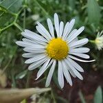 Boltonia asteroidesFlors