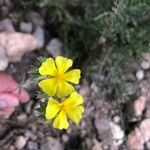 Fumana ericoides Flower