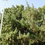 Pinus sibirica অভ্যাস