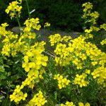 Erysimum rhaeticum Flower