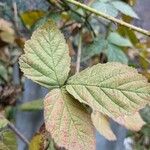Rubus camptostachys 葉