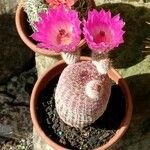 Echinocereus rigidissimus Blomst