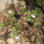 Phacelia coerulea Habitus