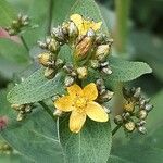 Hypericum punctatum Květ