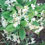 Primula × polyantha Blüte