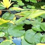 Nymphaea mexicana Frunză