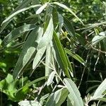Elaeagnus angustifolia Yaprak