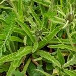 Hieracium berardianum Likasa