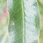 Eucryphia lucida Leaf