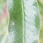 Eucryphia lucida Hoja