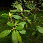 Rhododendron japonicum Leaf