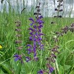 Salvia pratensis Blomst