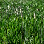 Typha × glauca Hostoa